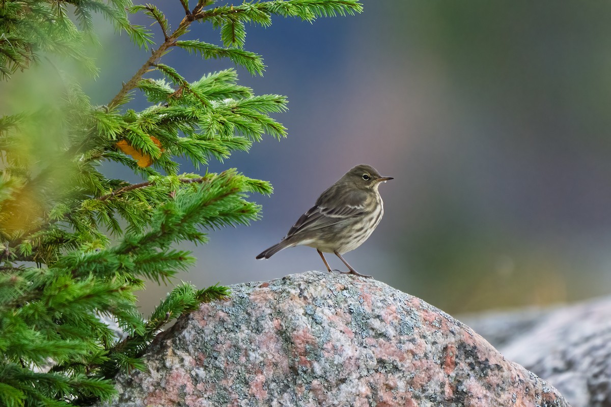 Pipit maritime - ML643082705