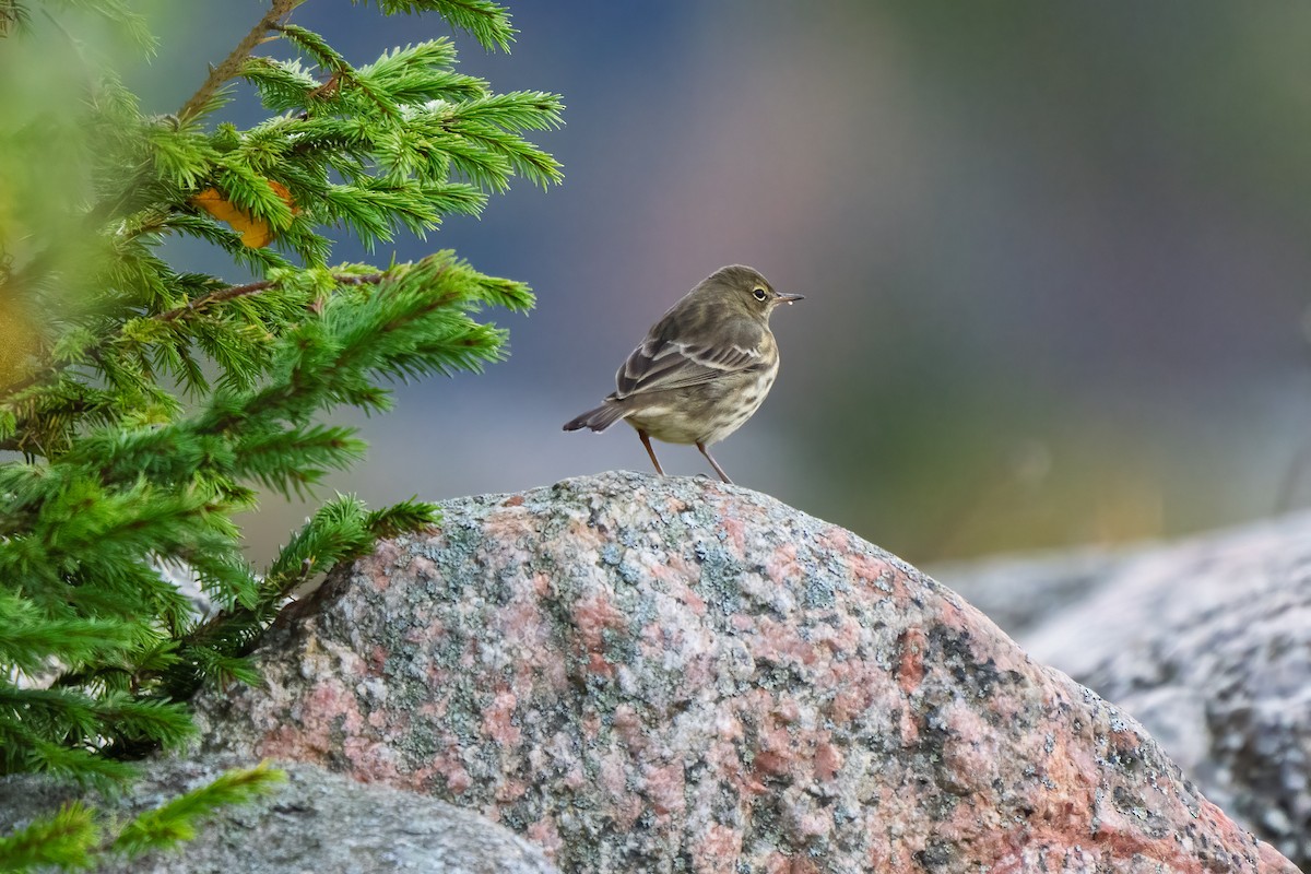 Pipit maritime - ML643082706
