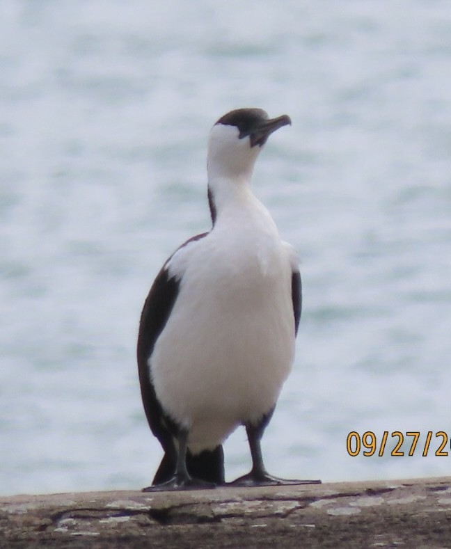 Cormorán Carinegro - ML643082715