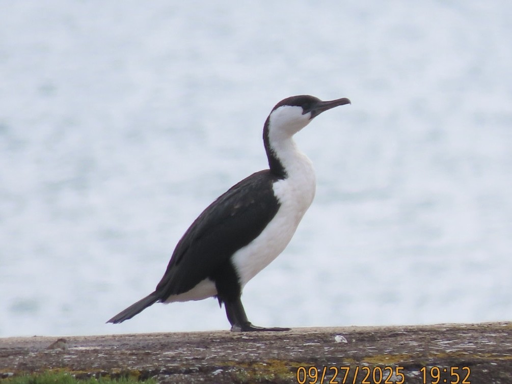 Cormorán Carinegro - ML643082716