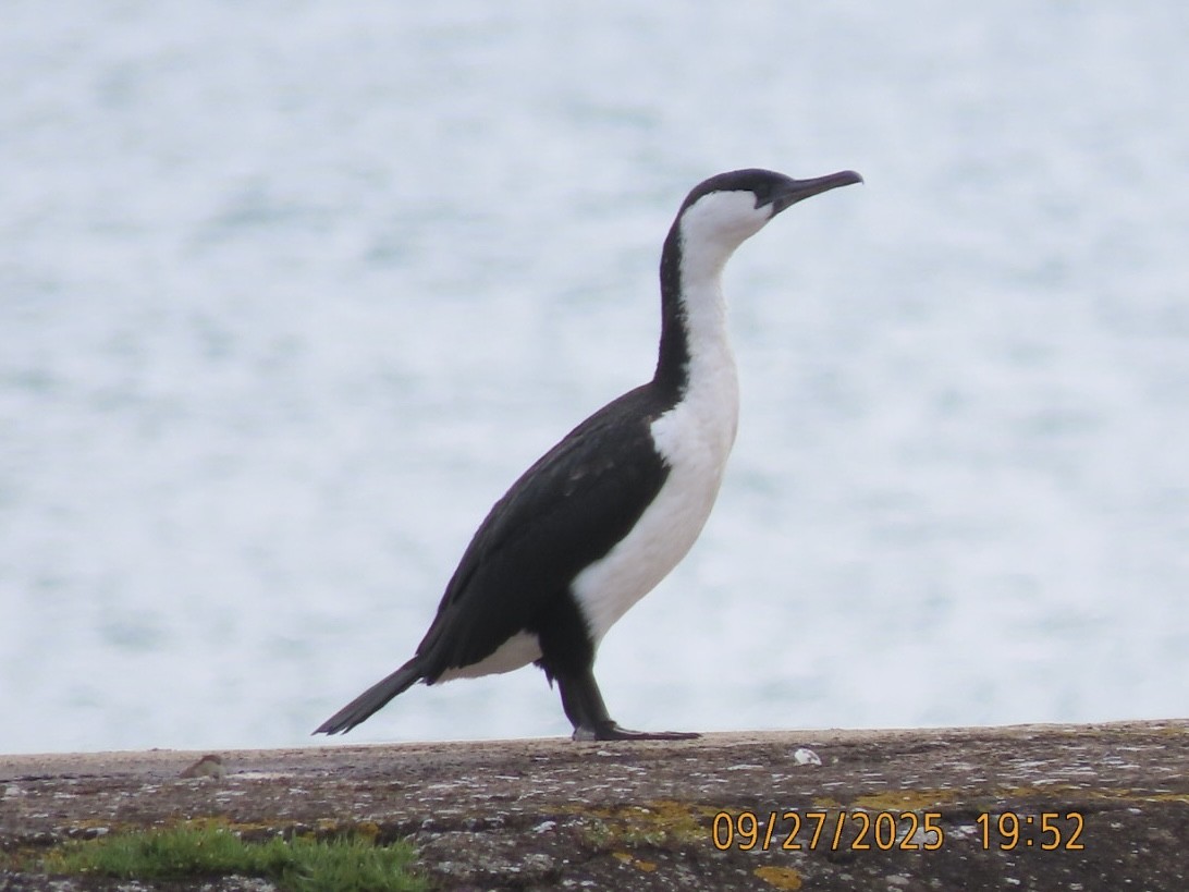 Cormorán Carinegro - ML643082717