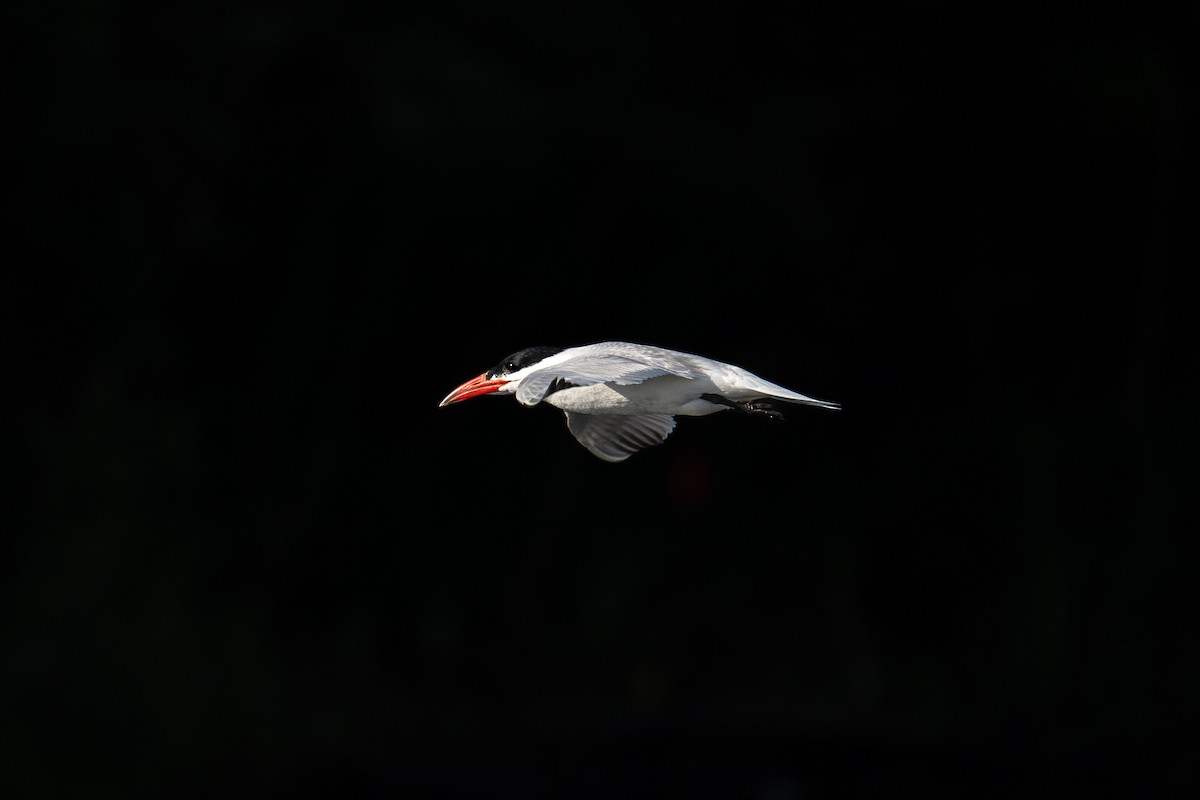 Caspian Tern - ML643082725