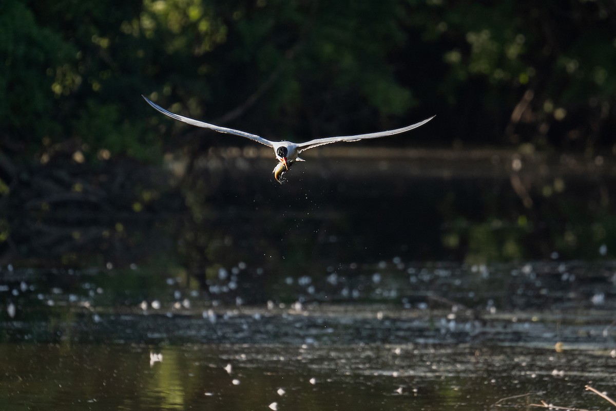Caspian Tern - ML643082726