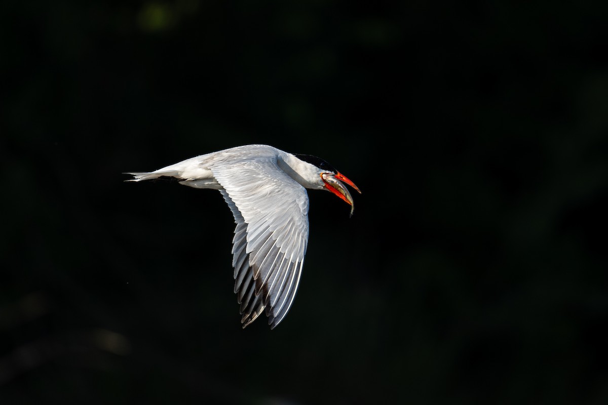Caspian Tern - ML643082727