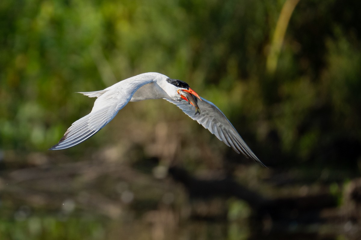 Caspian Tern - ML643082728