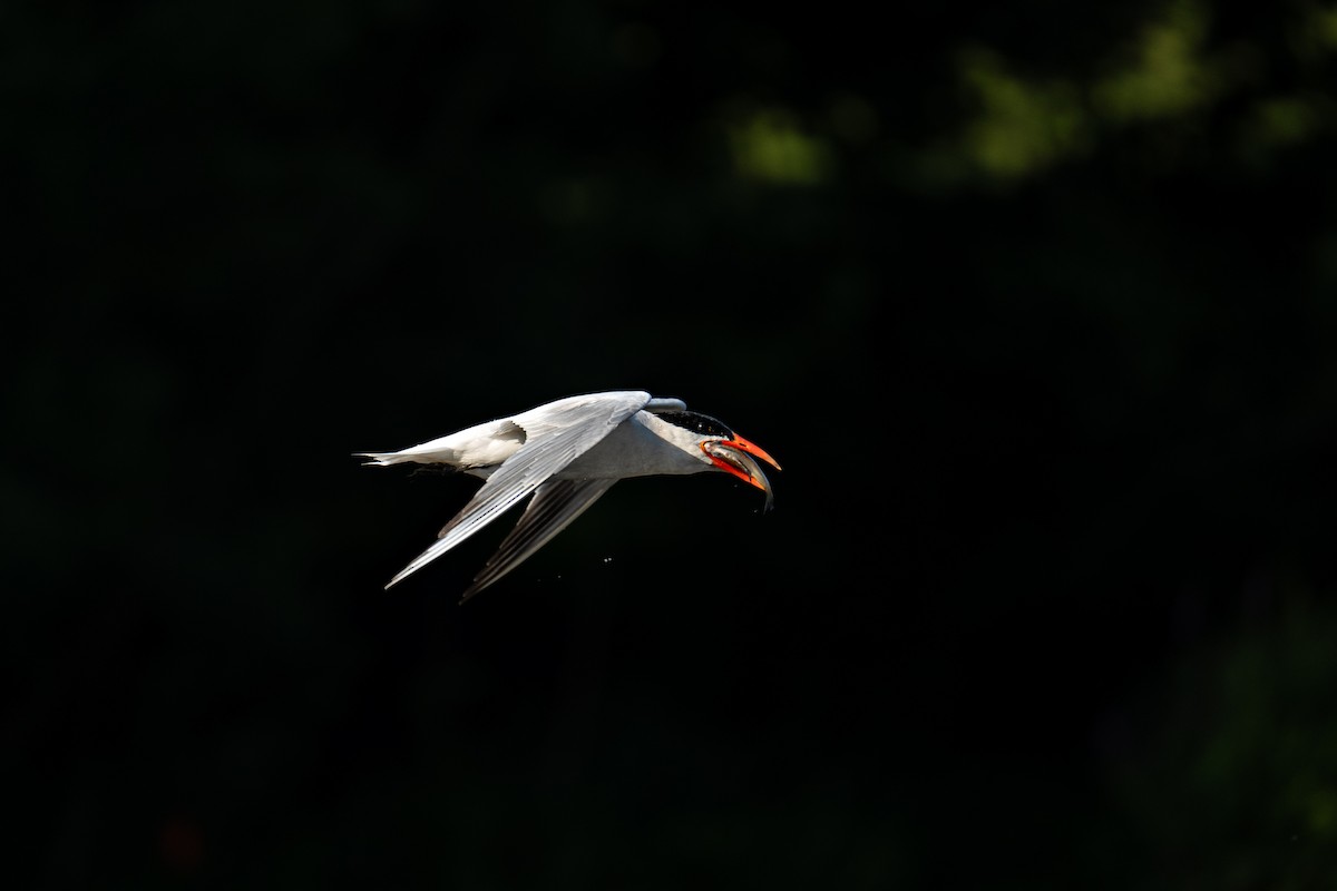 Caspian Tern - ML643082729