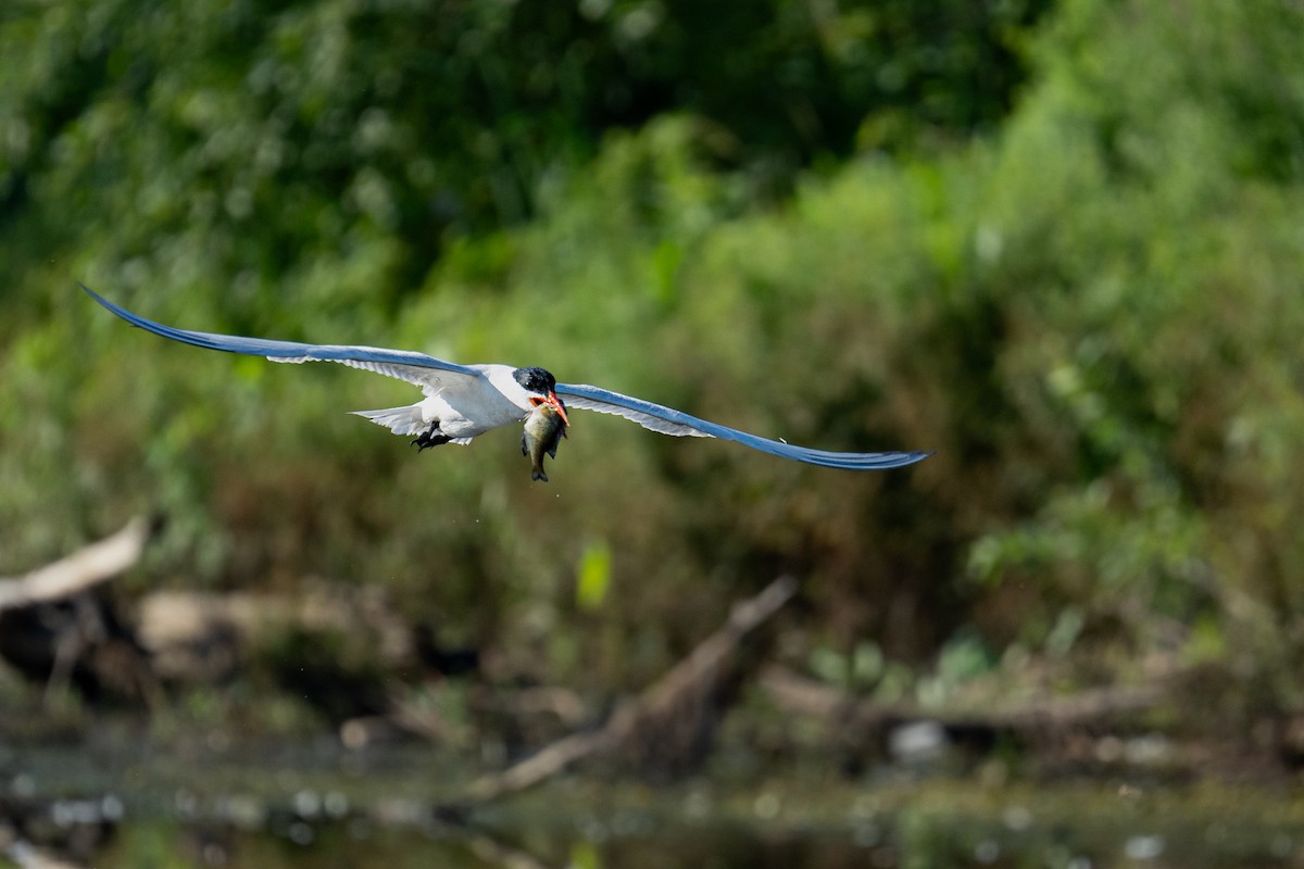 Caspian Tern - ML643082730