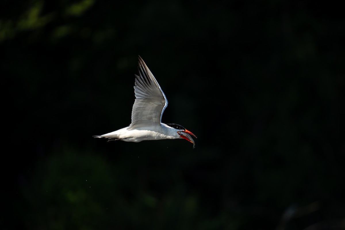 Caspian Tern - ML643082731