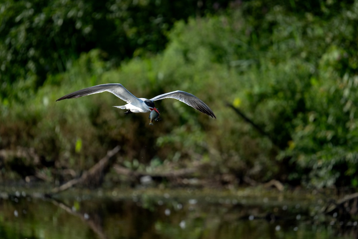 Caspian Tern - ML643082732