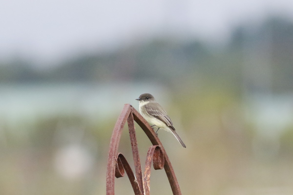 Eastern Phoebe - ML643082738