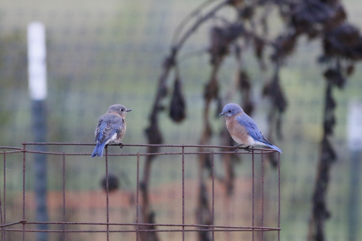 Eastern Bluebird - ML643082749