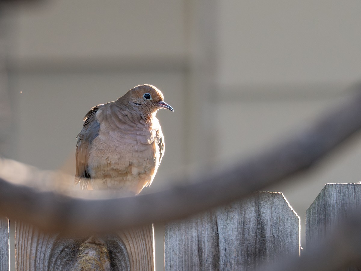 Mourning Dove - ML643082762