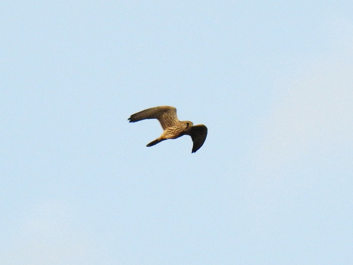 Eurasian Kestrel - Kseniia Marianna Prondzynska