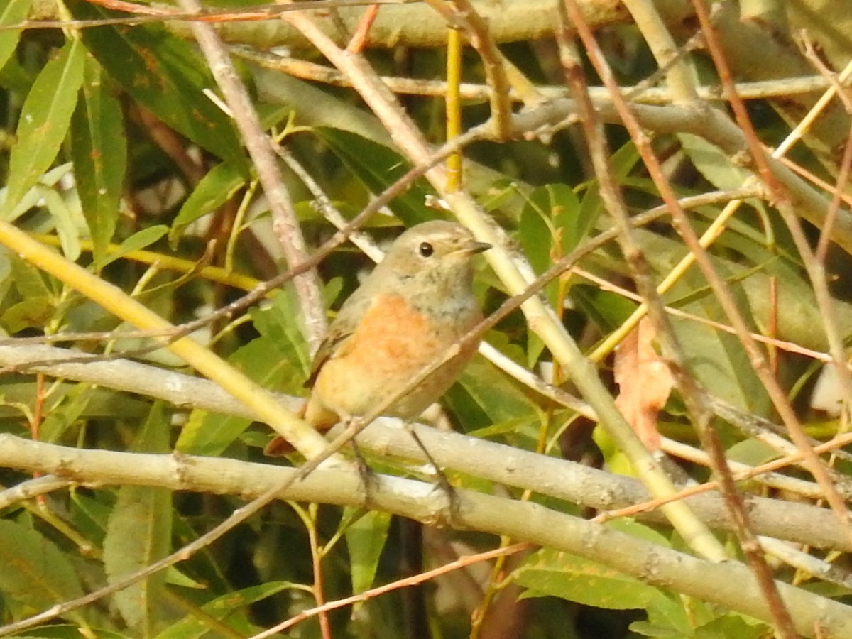 Common Redstart - ML643082800