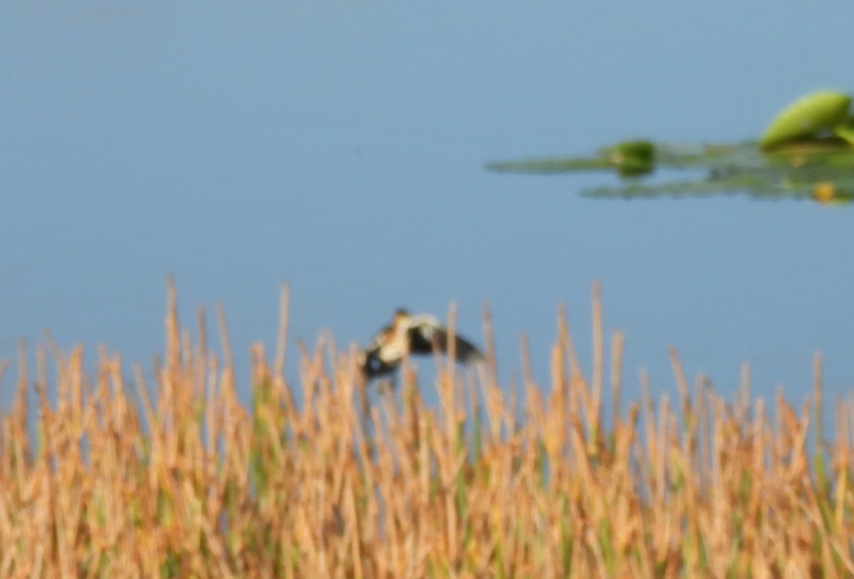 Least Bittern - ML643082801