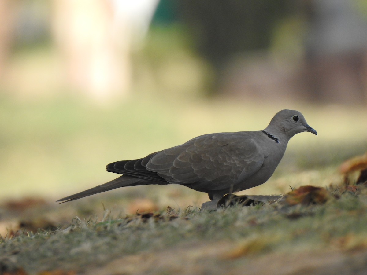 Tourterelle turque - ML643082816