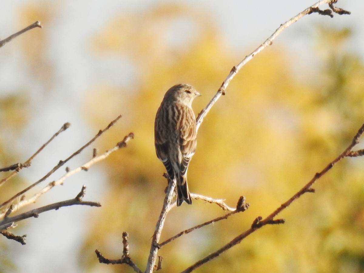 Eurasian Linnet - ML643082824