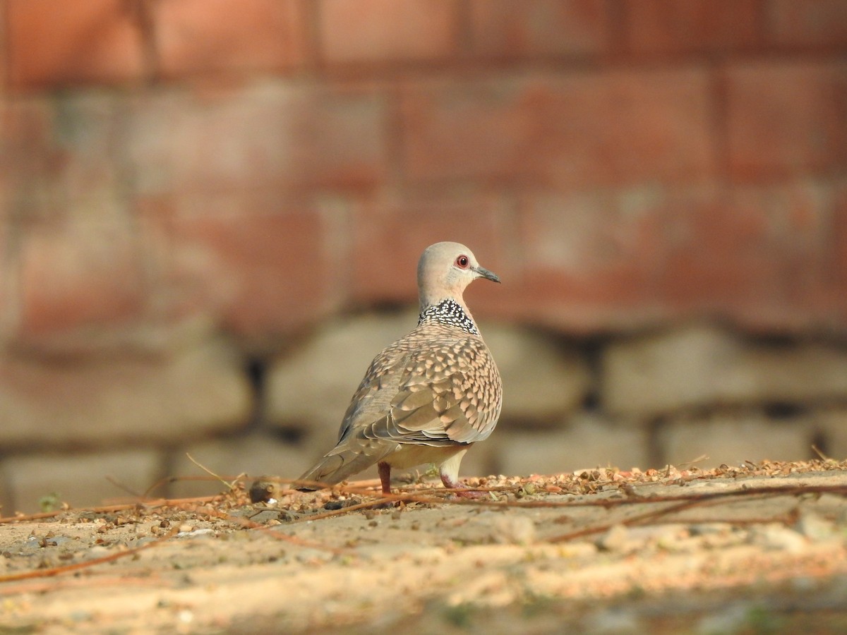 Tourterelle tigrine - ML643082833