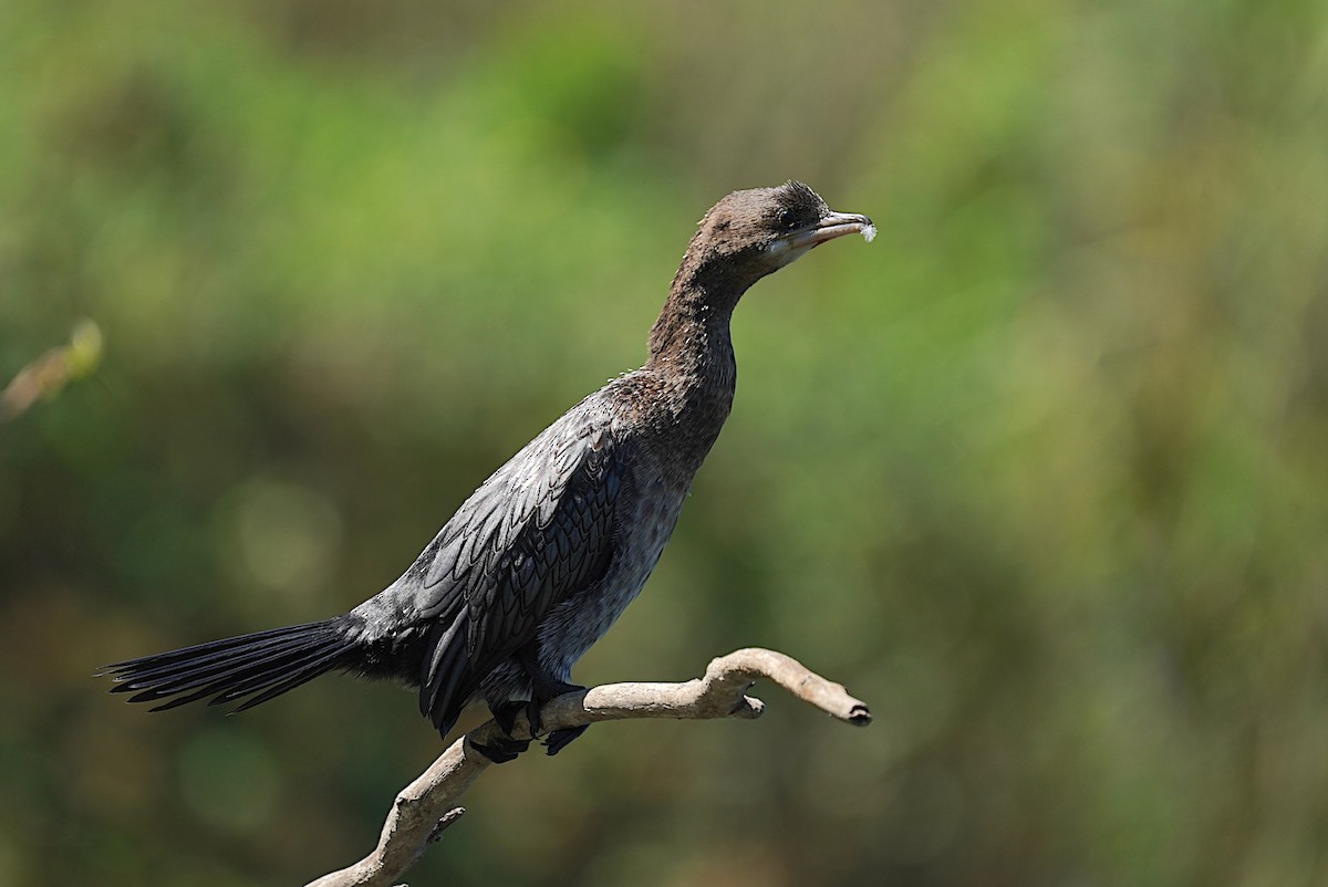 Pygmy Cormorant - ML643082841