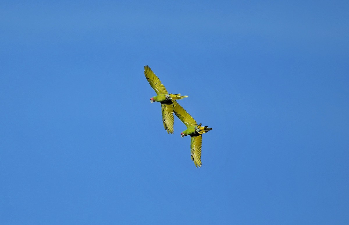 Great Green Macaw - ML643082844