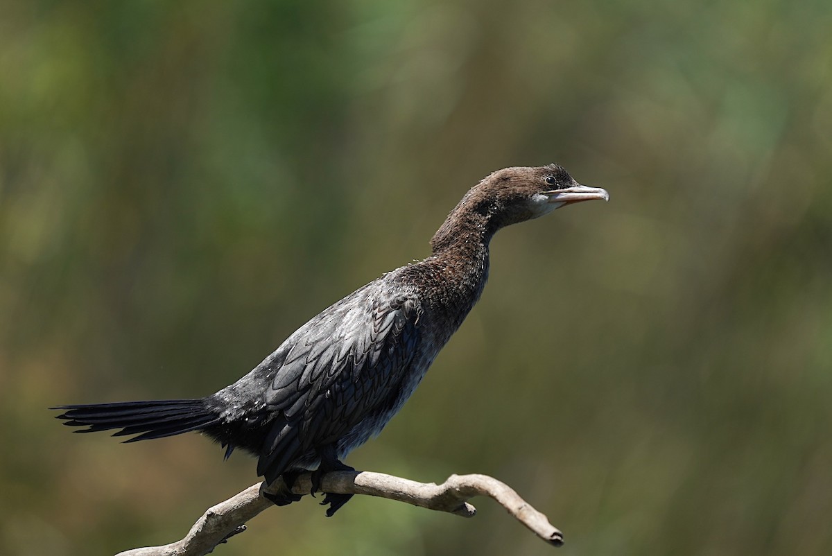 Pygmy Cormorant - ML643082845