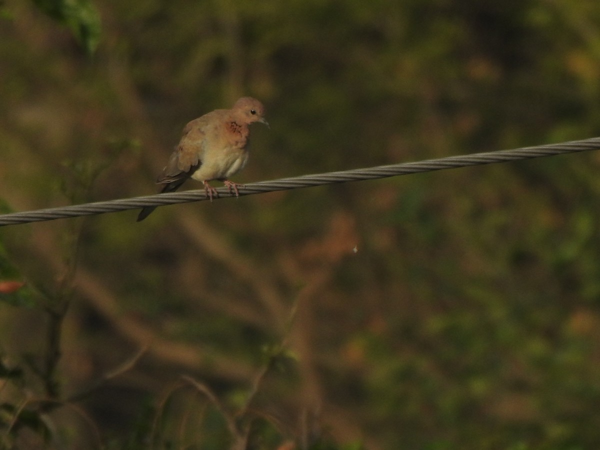 Tourterelle maillée - ML643082846