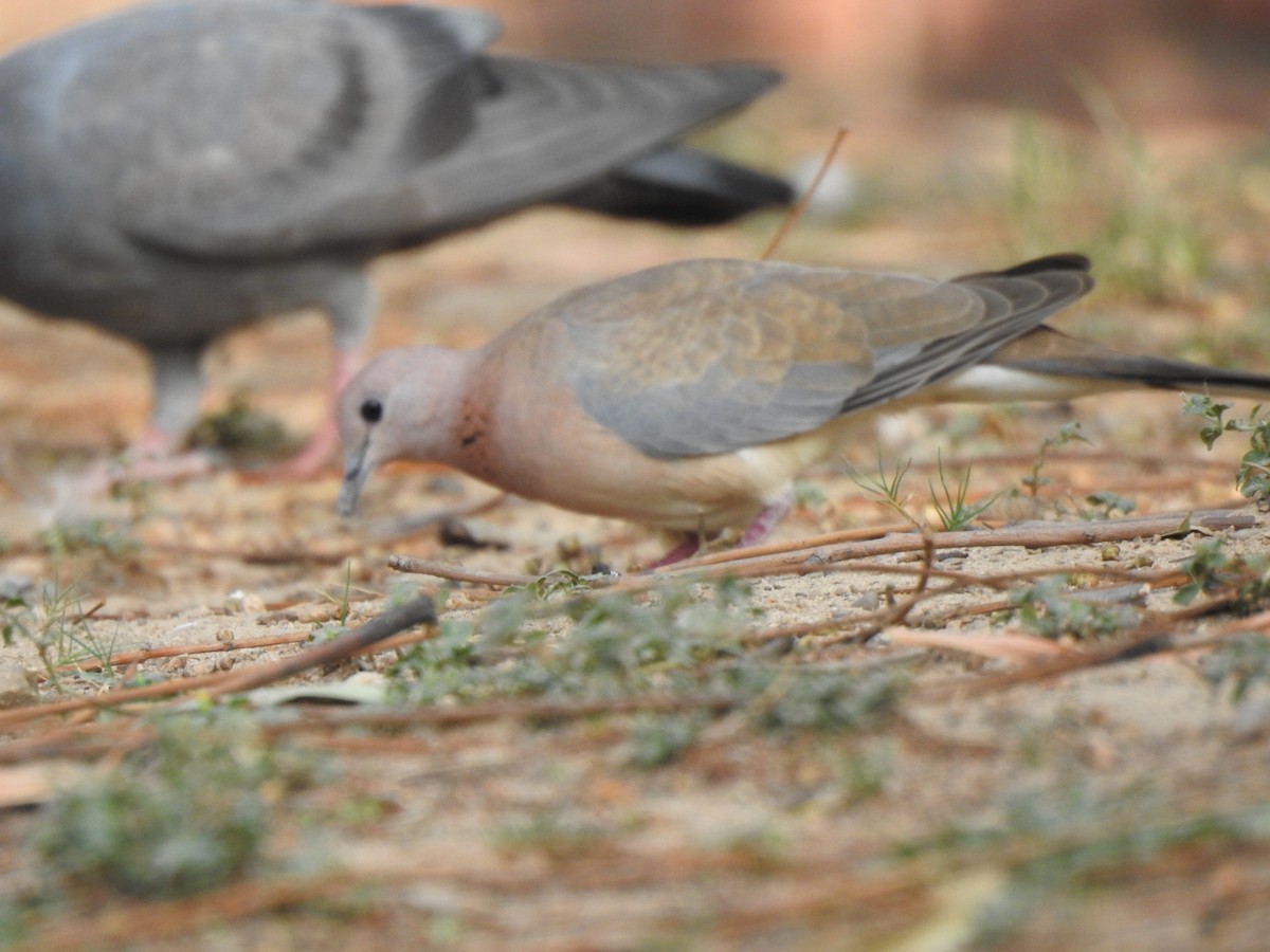 Tourterelle maillée - ML643082847