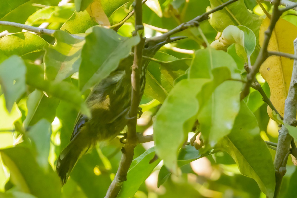 Purple-naped Spiderhunter - ML643082852