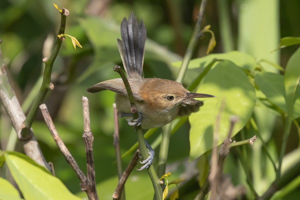 Long-billed Gnatwren - ML643082853