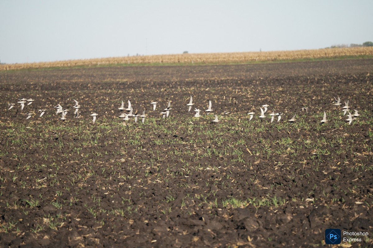American Golden-Plover - ML643082855