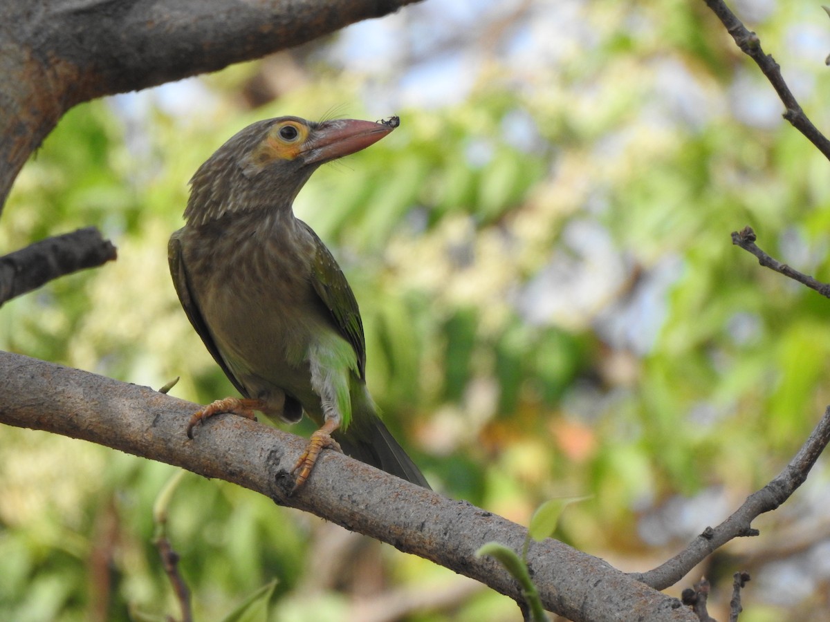 Barbu à tête brune - ML643082859