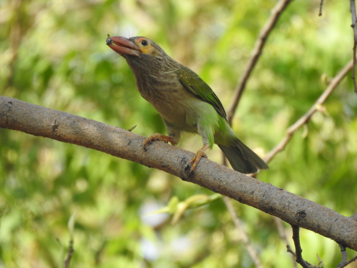 Barbu à tête brune - ML643082860