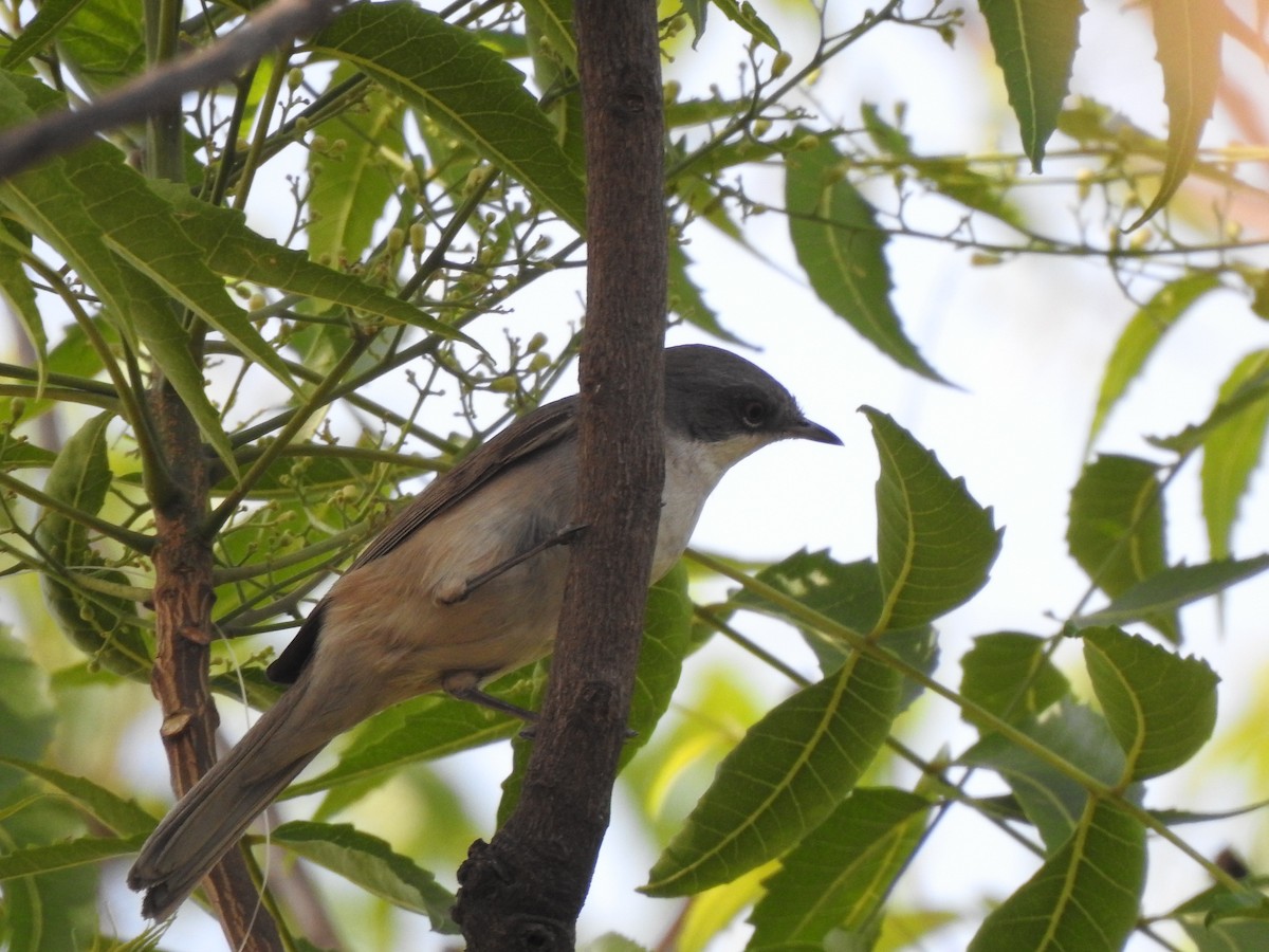 Fauvette babillarde - ML643082872