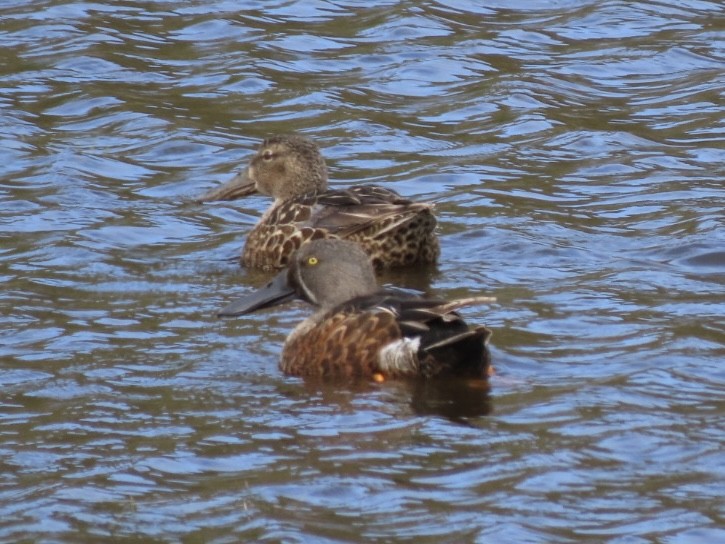 Australasian Shoveler - ML643082878