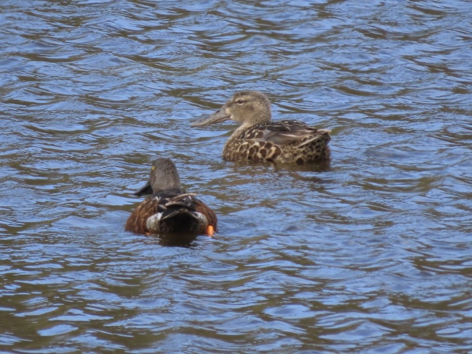 Australasian Shoveler - ML643082879