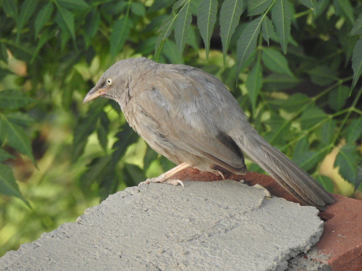 Cratérope de brousse - ML643082884