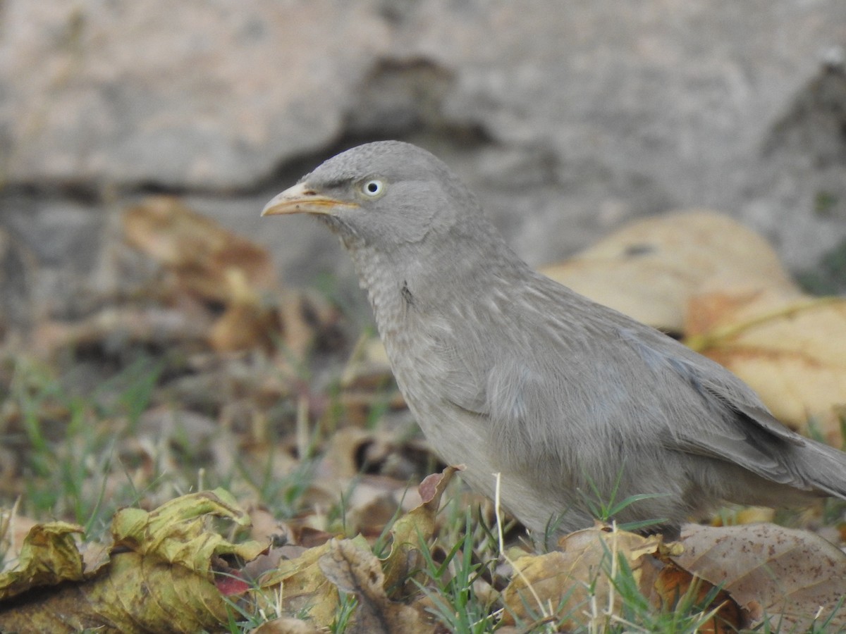 Cratérope de brousse - ML643082885