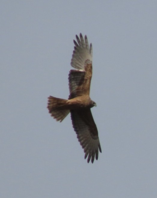 Swamp Harrier - ML643082889