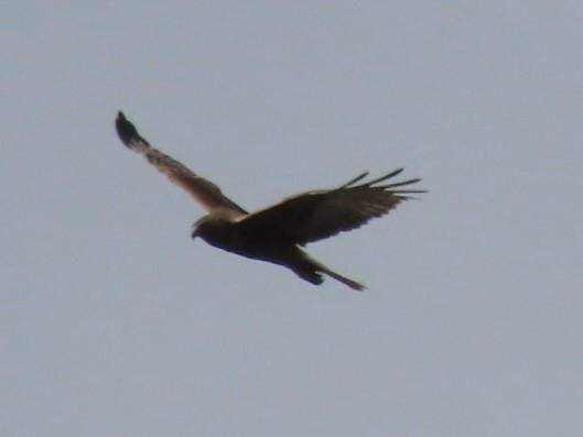 Swamp Harrier - ML643082890