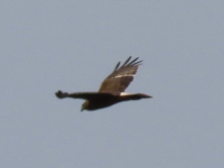 Swamp Harrier - ML643082891