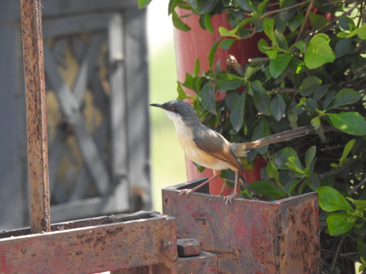 Prinia cendrée - ML643082911