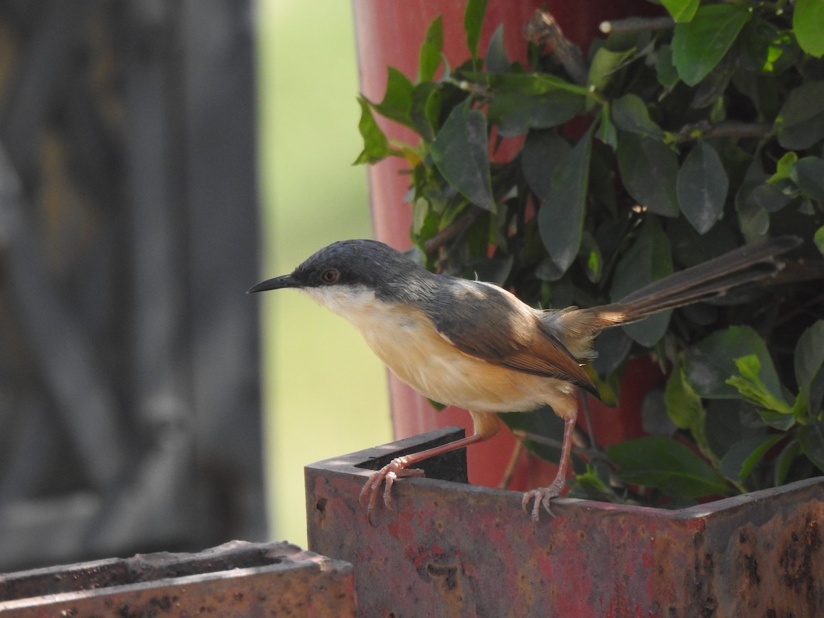Prinia cendrée - ML643082914