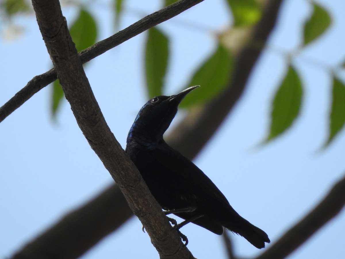 Purple Sunbird - ML643082925