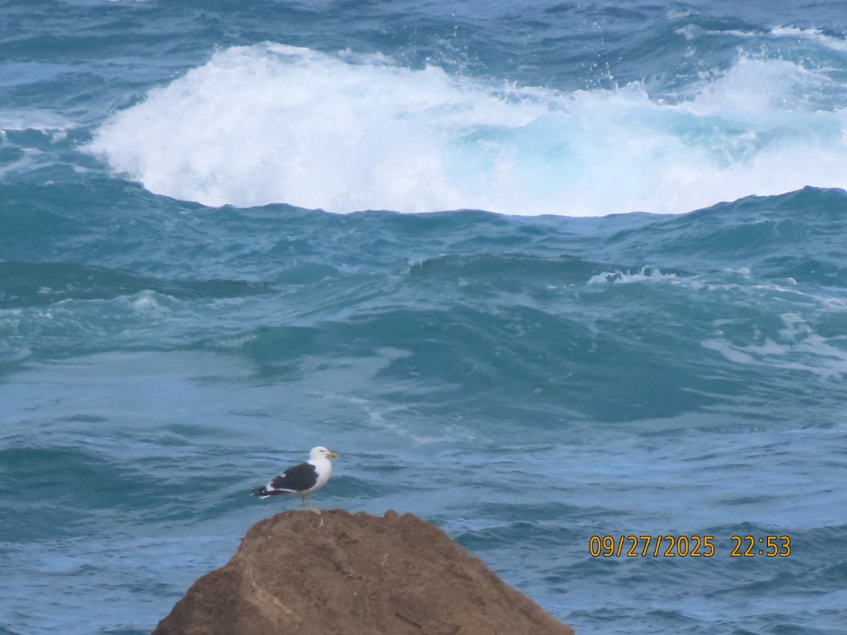 Kelp Gull - ML643082987