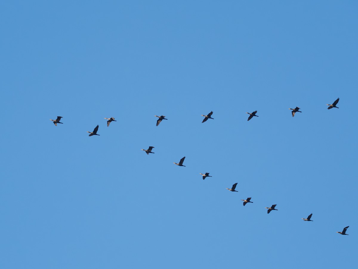 Double-crested Cormorant - ML643083011