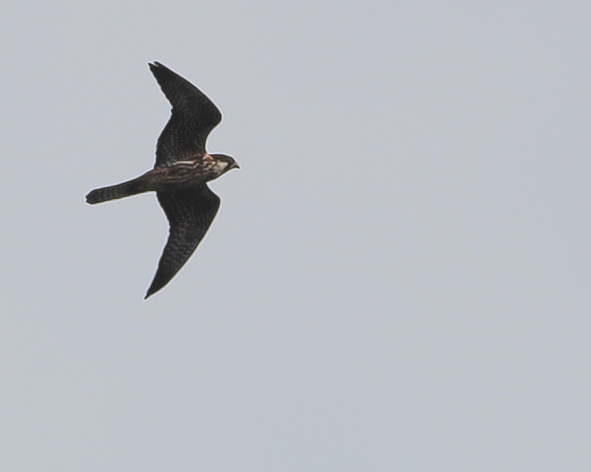 Eleonora's Falcon - ML643083014