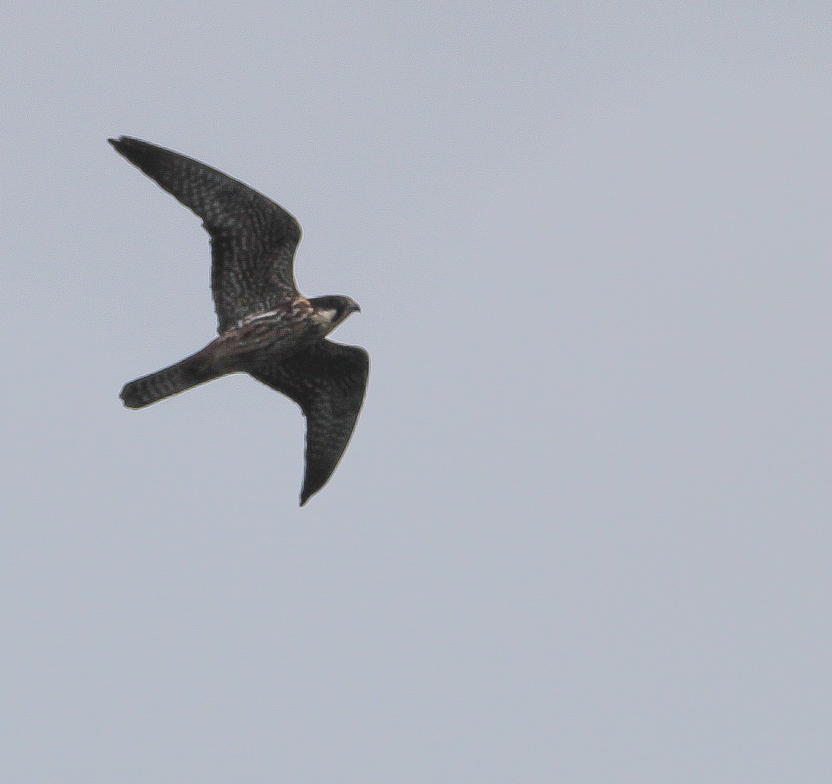 Eleonora's Falcon - ML643083017