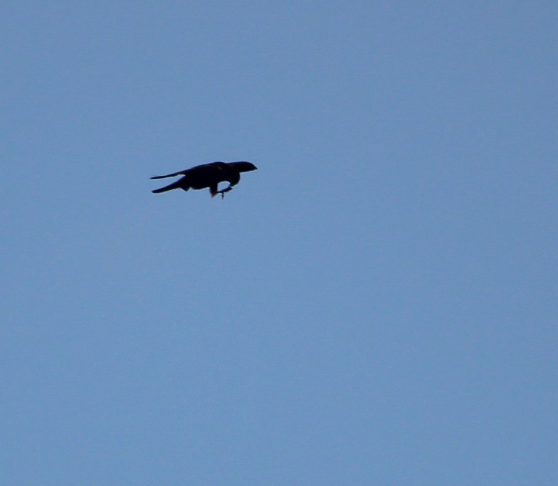 Eleonora's Falcon - ML643083034