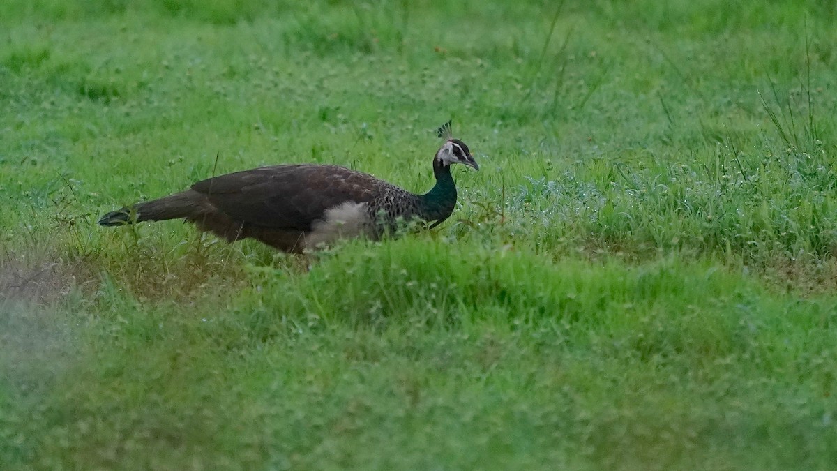 Indian Peafowl - ML643083066