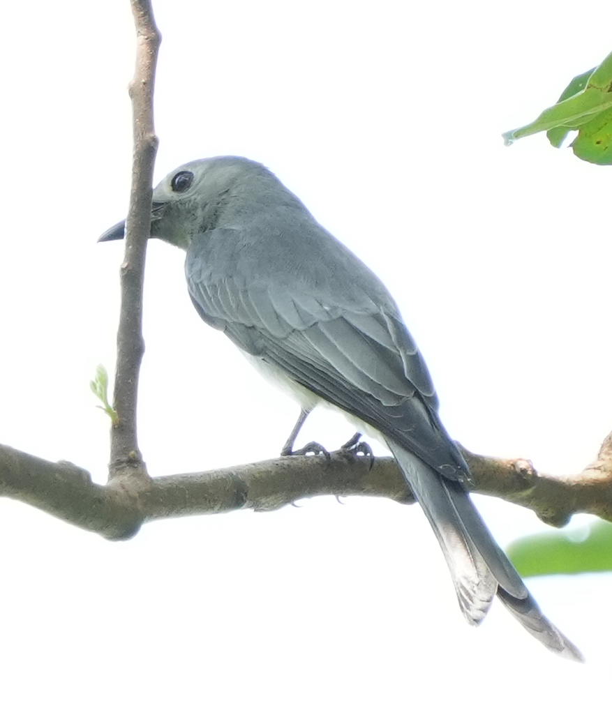 askedrongo - ML643083079
